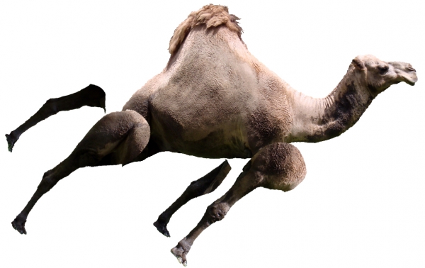 Creation of Helicamel: Step 2